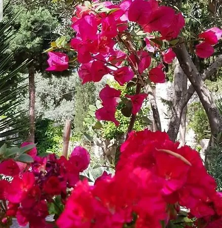 Medusa House Butik 3* Ντιντίμ