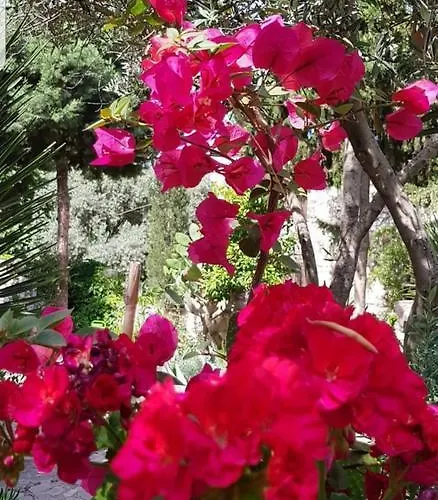 Medusa House Butik 3* Ντιντίμ